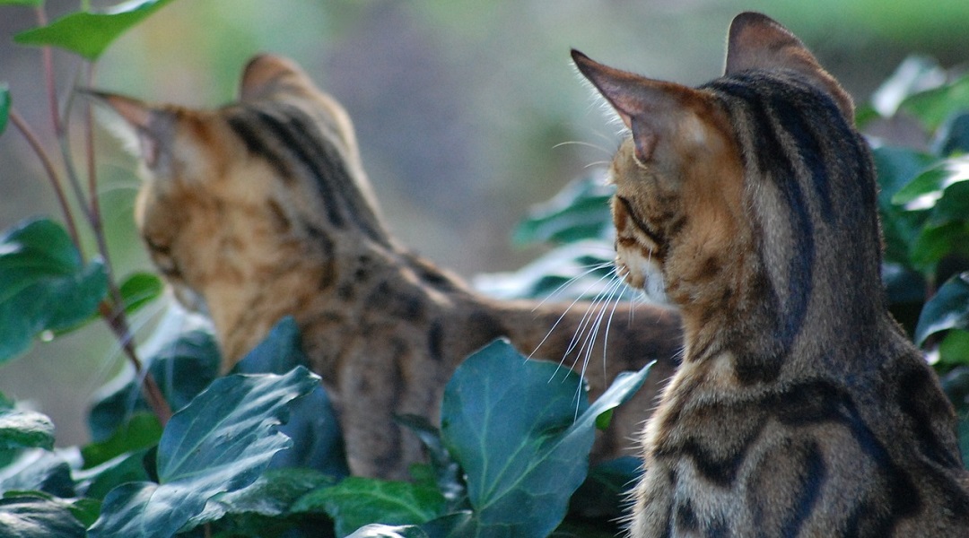 Bengalkatzen Haustiere Banner