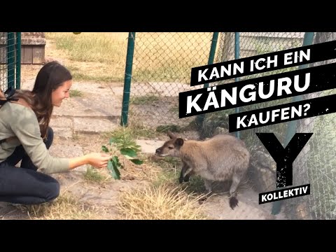 Tiere kennenlernen youtube