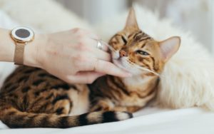 Tierschutz Projekte für Katzen