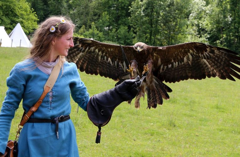 Adler – Ein Greifvogel mit mächtigem Schnabel