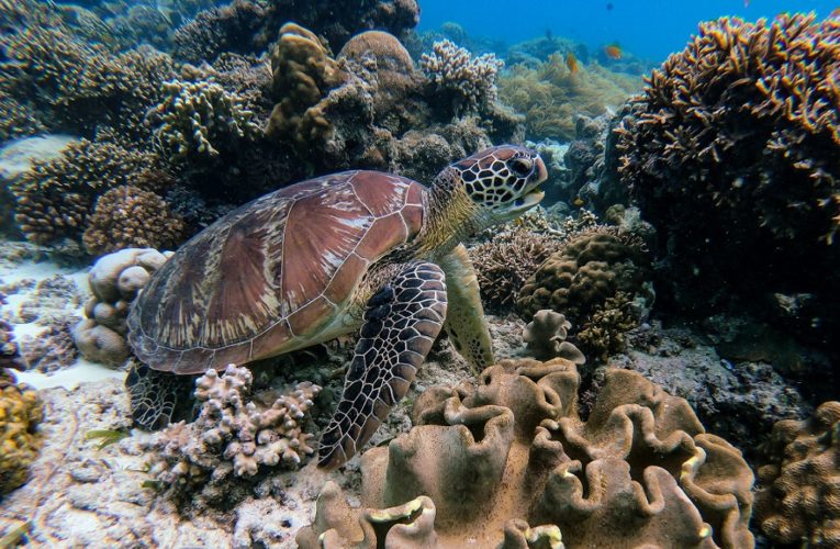 Eine braune Schildkröte schwimmt in einem klaren Unterwasserlebensraum umgeben von grünen Pflanzen.