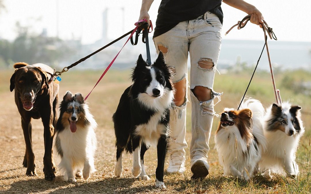 Eine Frau mit modischen Jeans, die Löcher haben, geht mit fünf glücklichen Hunden auf einem Naturweg spazieren.