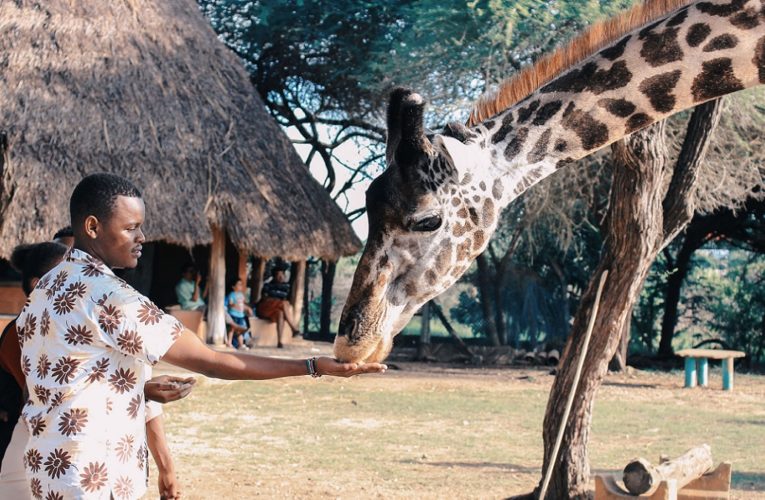 Giraffen kennenlernen