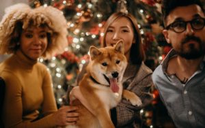 Hunde zu Weihnachten schenken Header