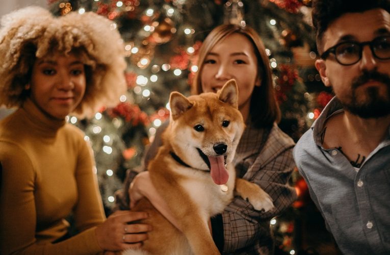 Hunde zu Weihnachten schenken