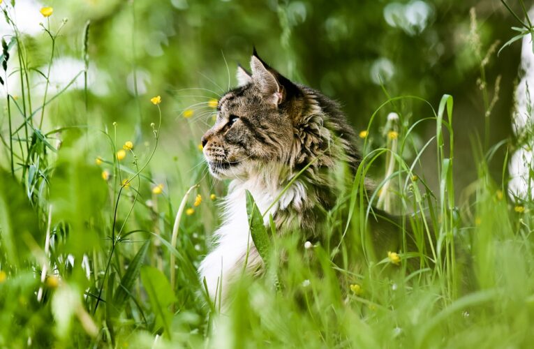 Futter für Katzen in Not