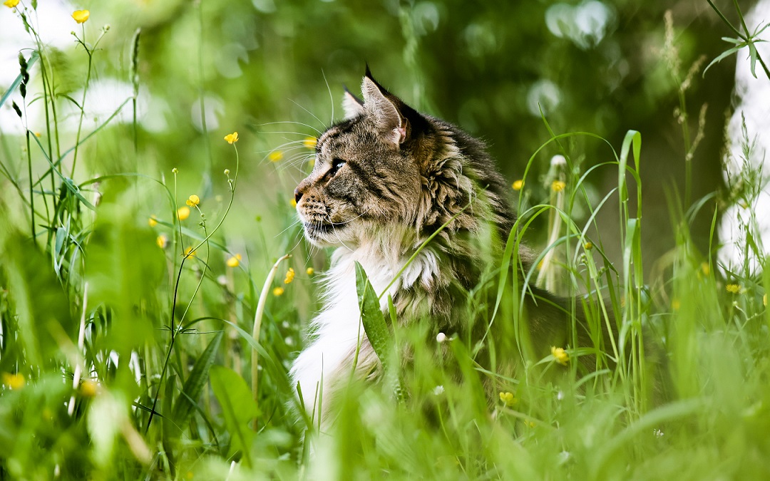 Futter für Katzen in Not