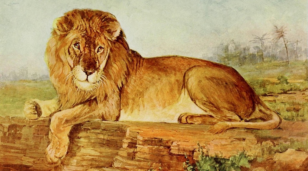 Löwen Leinwände Banner