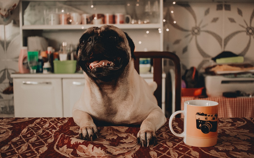 Ein Mops sitzt entspannt am Tisch und schaut in die Kamera. Er wartet auf eine nachhaltige Hundeernährung.