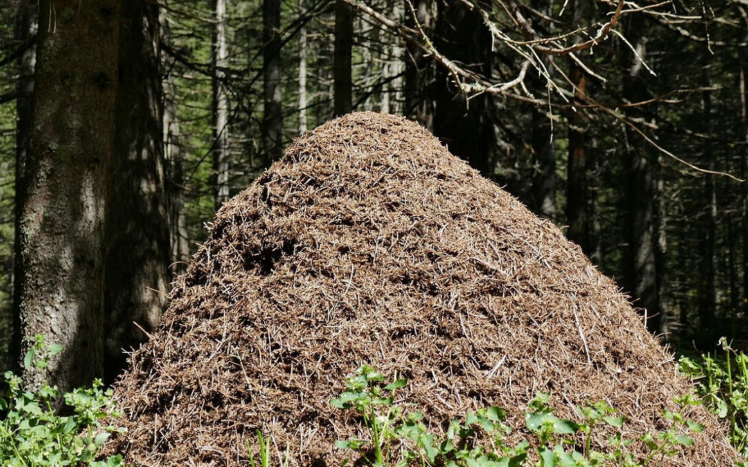 Ökosystem Ameisen Header