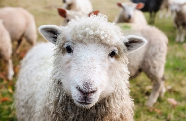Schafe kennenlernen