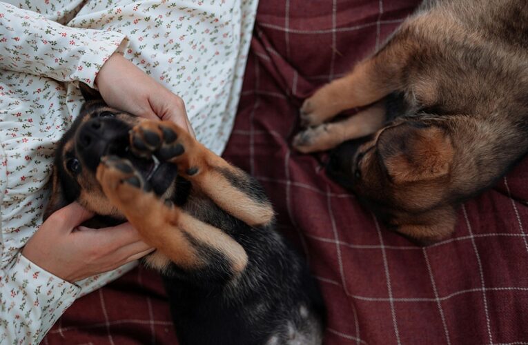 Tiere schützen und pflegen – Tierschutzprojekte brauchen Unterstützung