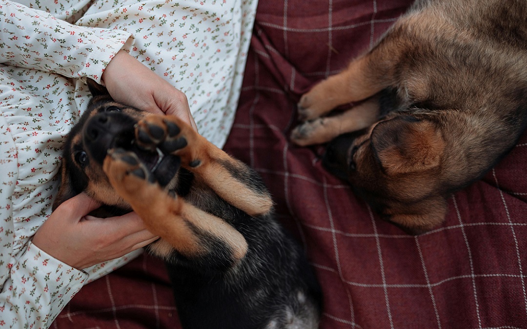 Tiere schützen und pflegen Header