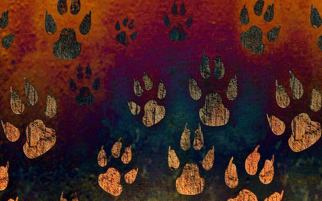 Tier Raufen Raubkatzen: Vom Löwen bis zum Tiger | Tierschutz-Projekte.de